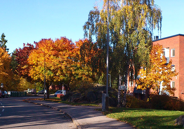 Höstsol i förorten/Autumn sun in the suburb