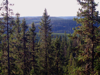 Skog, bara skog./Forests, only forests.