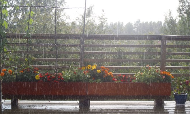 Sommarregn!/Summer rain!