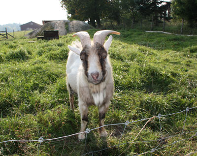 Glad get./Happy goat.
