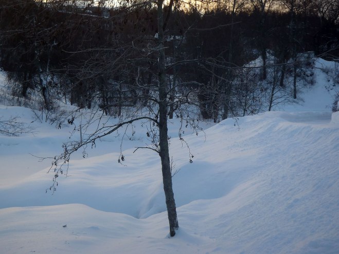 Litet träd och snö. Little tree and snow.