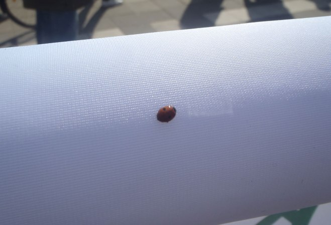 Vårtecken: nyckelpiga. Sign of spring: ladybug.