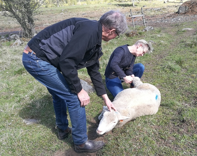 Margareta och Carl-Anders tar hand om ett sjukt får.