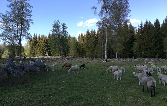 Det finns många får på gården.