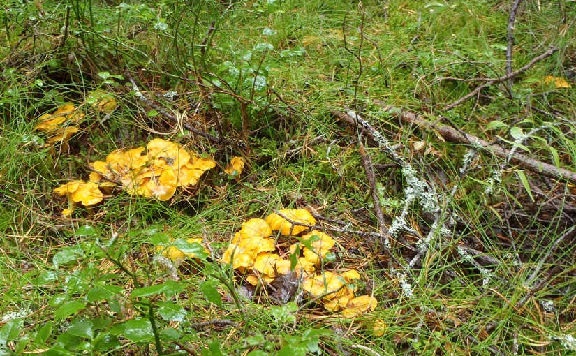 Höst – d v s svamp!/ Autumn – i e mushrooms!