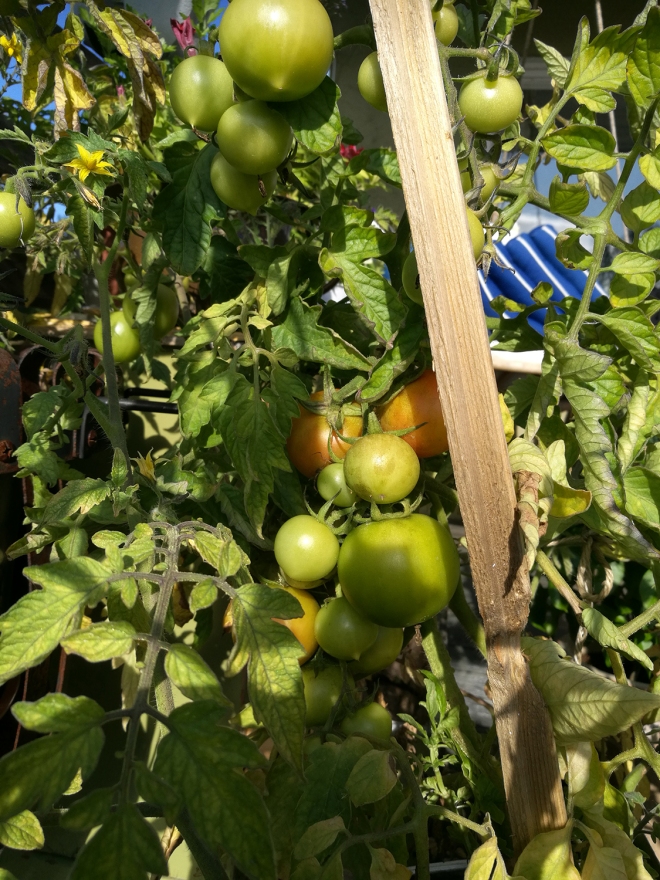 Tomater utomhus.