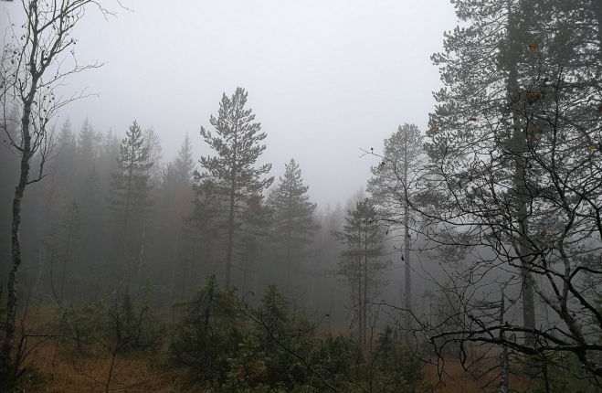 Dimmig skog.