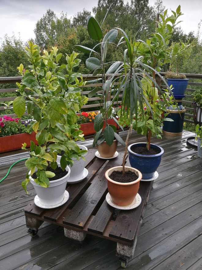 Växter på altanen