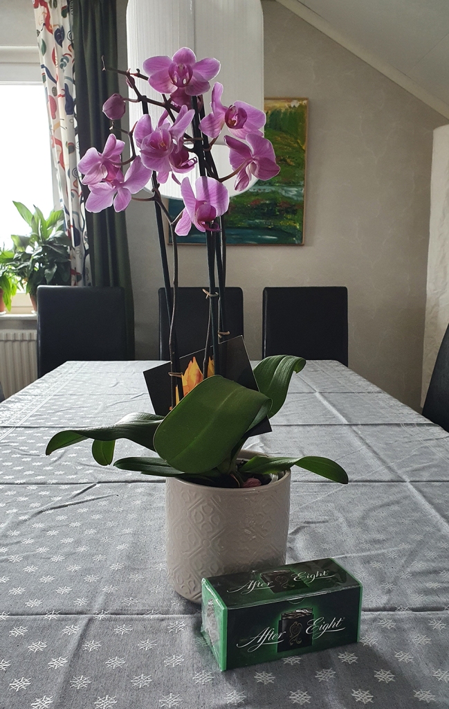Orkidé.