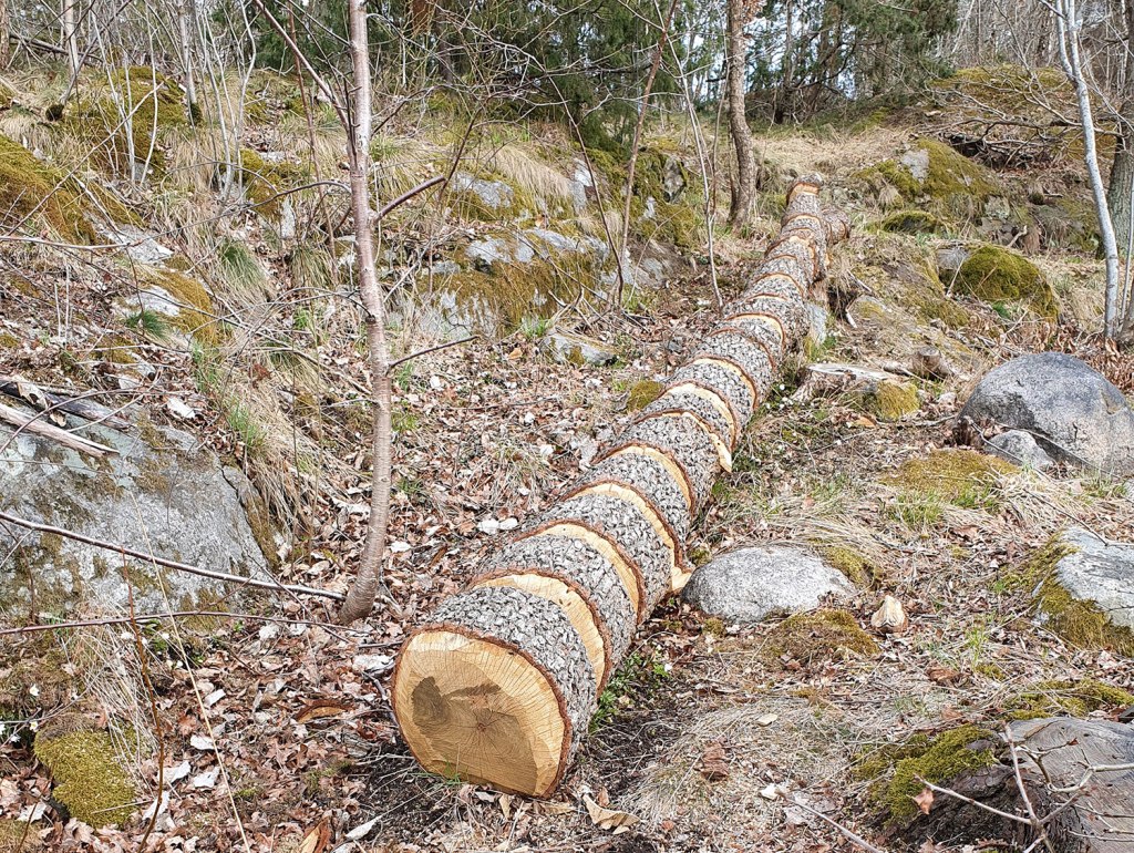 Stock med skåror. Log with notches.