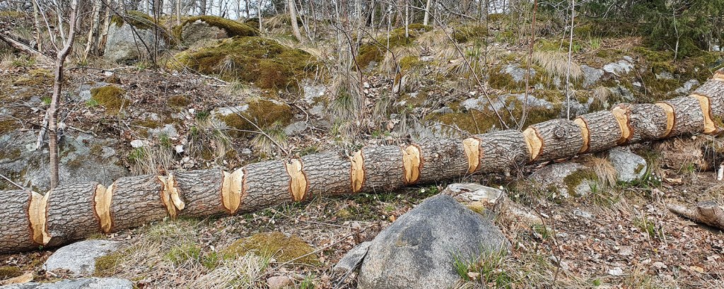 Stock med skåror. Log with notches.