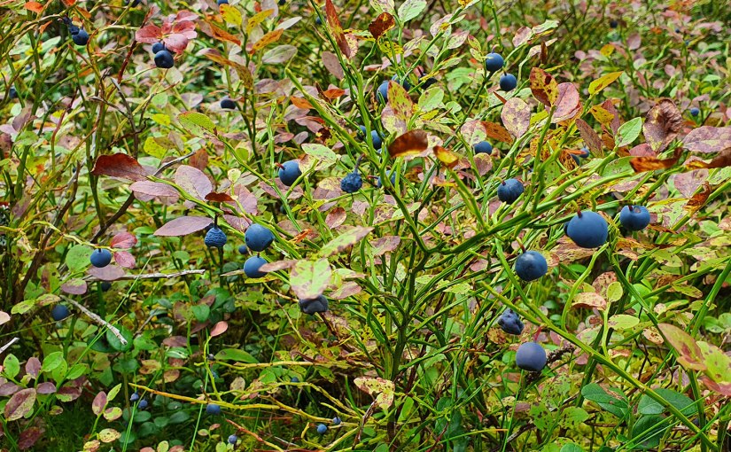 Lättsam blåbärsplockning/Easy blueberry picking
