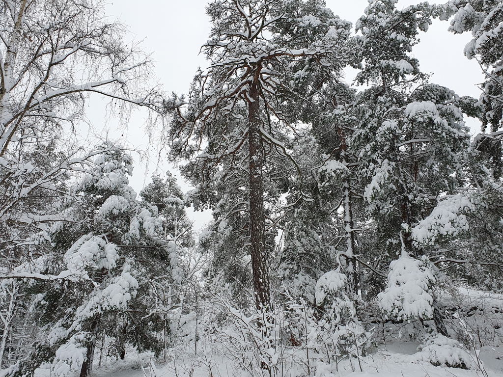 Snö på träd och buskar.