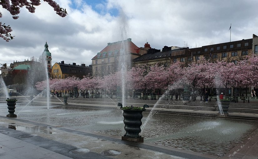 Körsbärsträden blommar i Kungsträdgården/The cherry trees are blooming in the Kungsträdgården