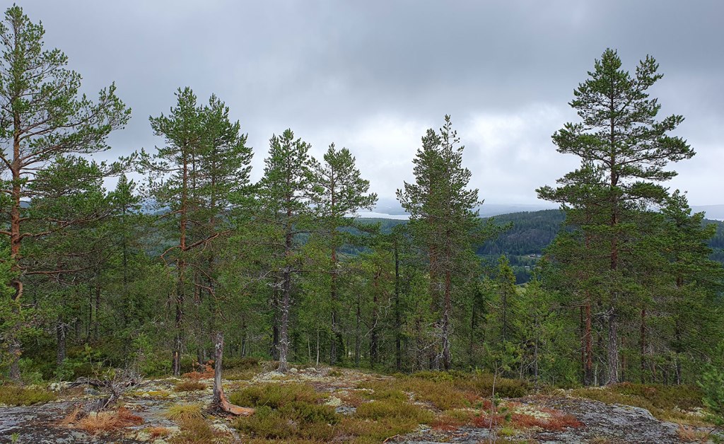 Utsikt mot Ångermanälven från Latberget.